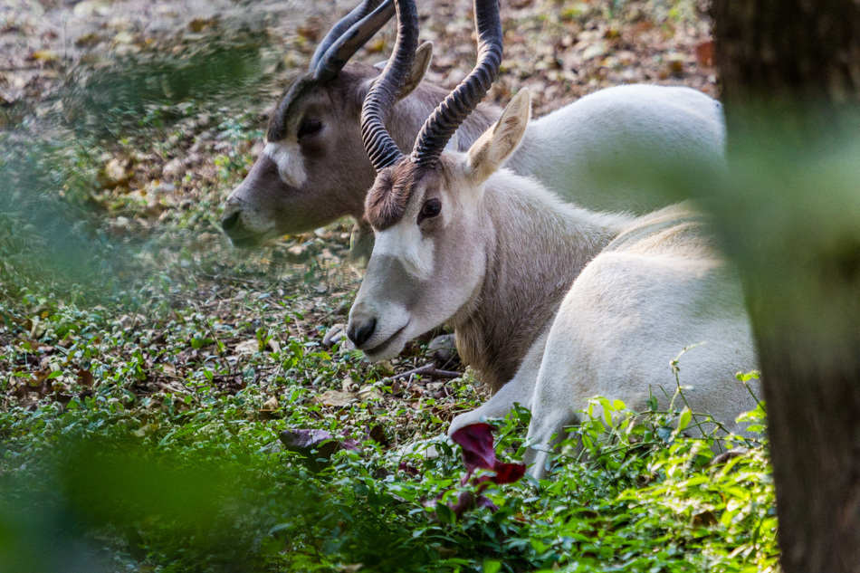 高雄旅遊-壽山動物園