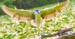 高雄旅遊 - 鳥松濕地公園 x 拍鳥拍的真開心 10