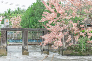 高雄景點 - 竹門發電廠 x 水圳旁的盛開花旗木