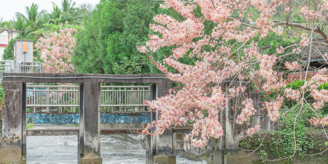 高雄景點 - 竹門發電廠 x 水圳旁的盛開花旗木