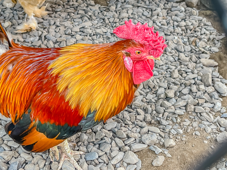 尼羅河主題餐廳