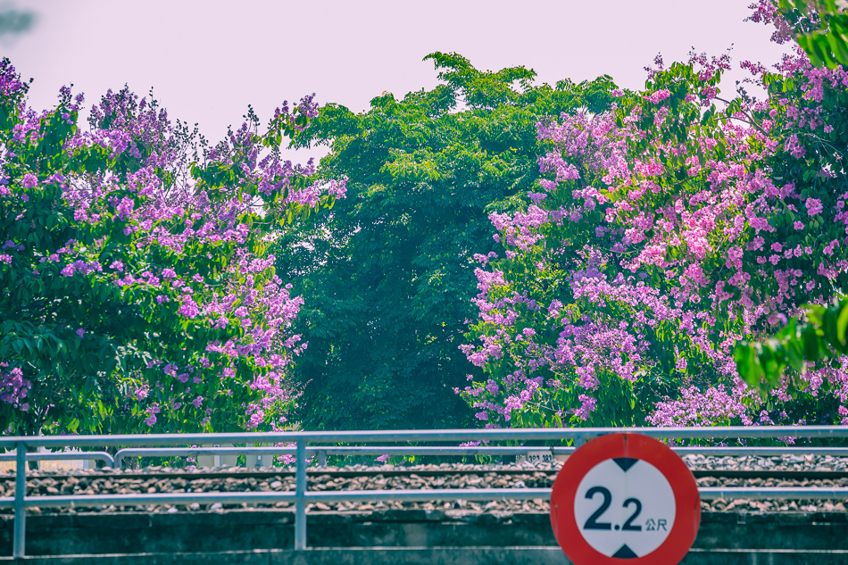 2023年岡山河堤步道看大花紫薇