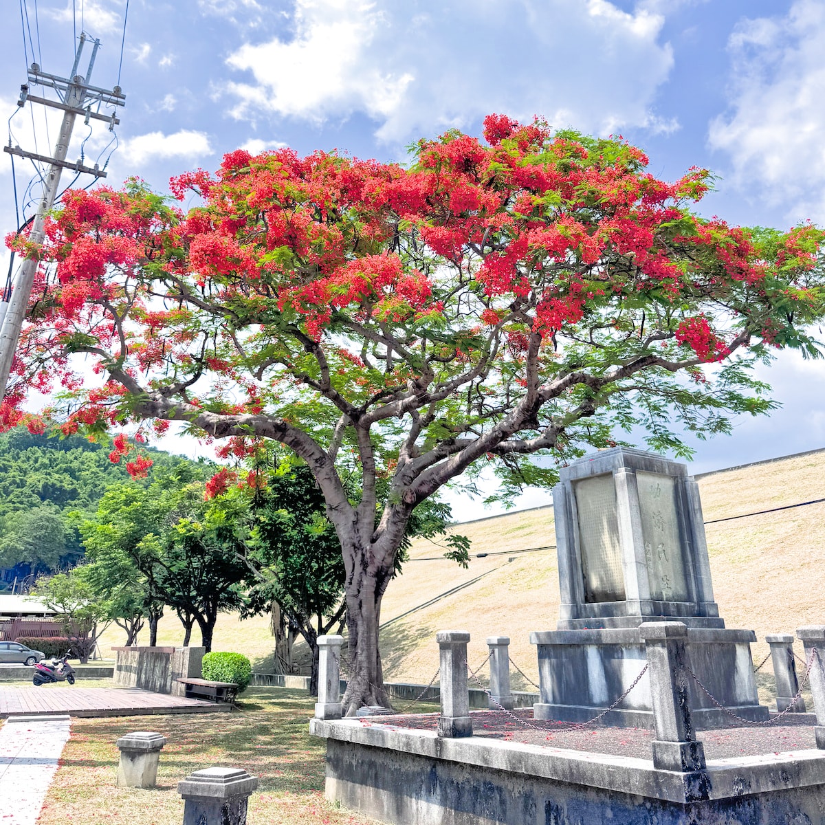 高雄夏季賞花攻略 x 金黃阿勃勒、浪漫紫薇、火紅鳳凰花