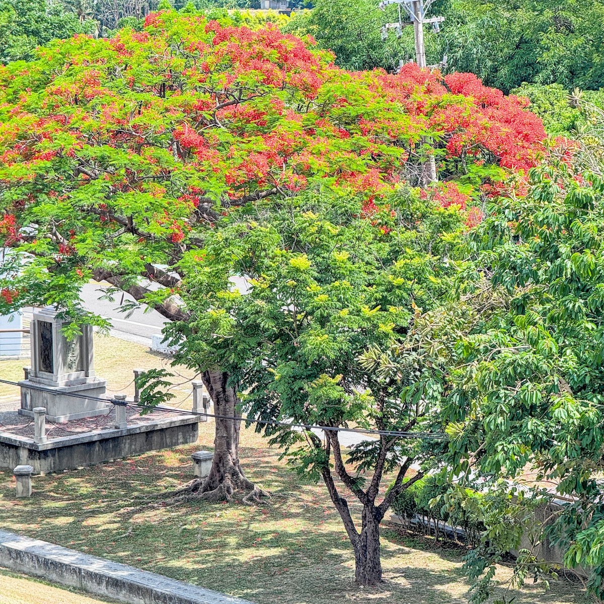 高雄夏季賞花攻略 x 金黃阿勃勒、浪漫紫薇、火紅鳳凰花