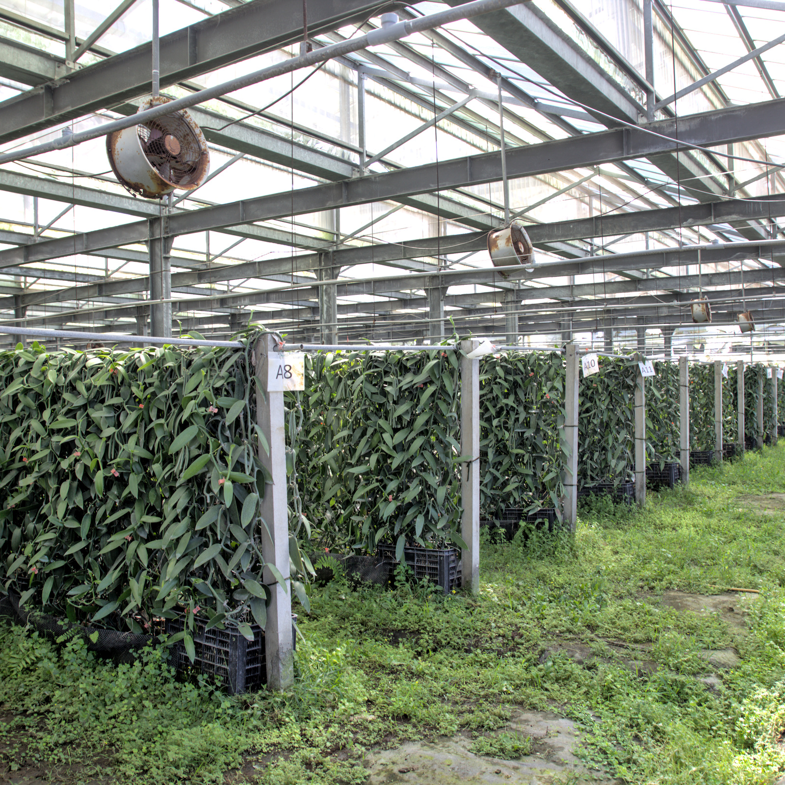世界肯定的風味在屏東佳冬「向陽香莢蘭園」:從產地到甜點的頂級香草秘境深度探索 ✨ - 第2張圖 Img 2100