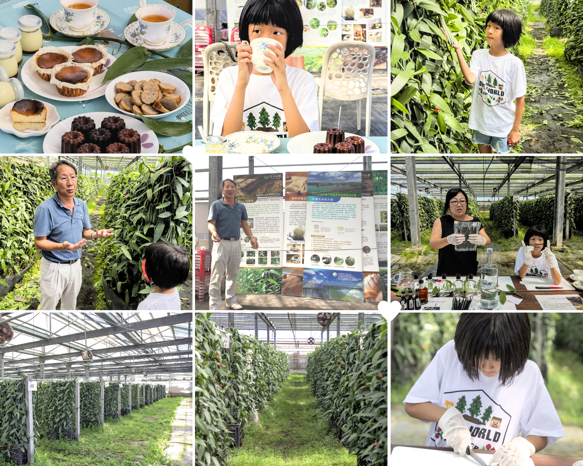 Pingtung vanilla orchid garden