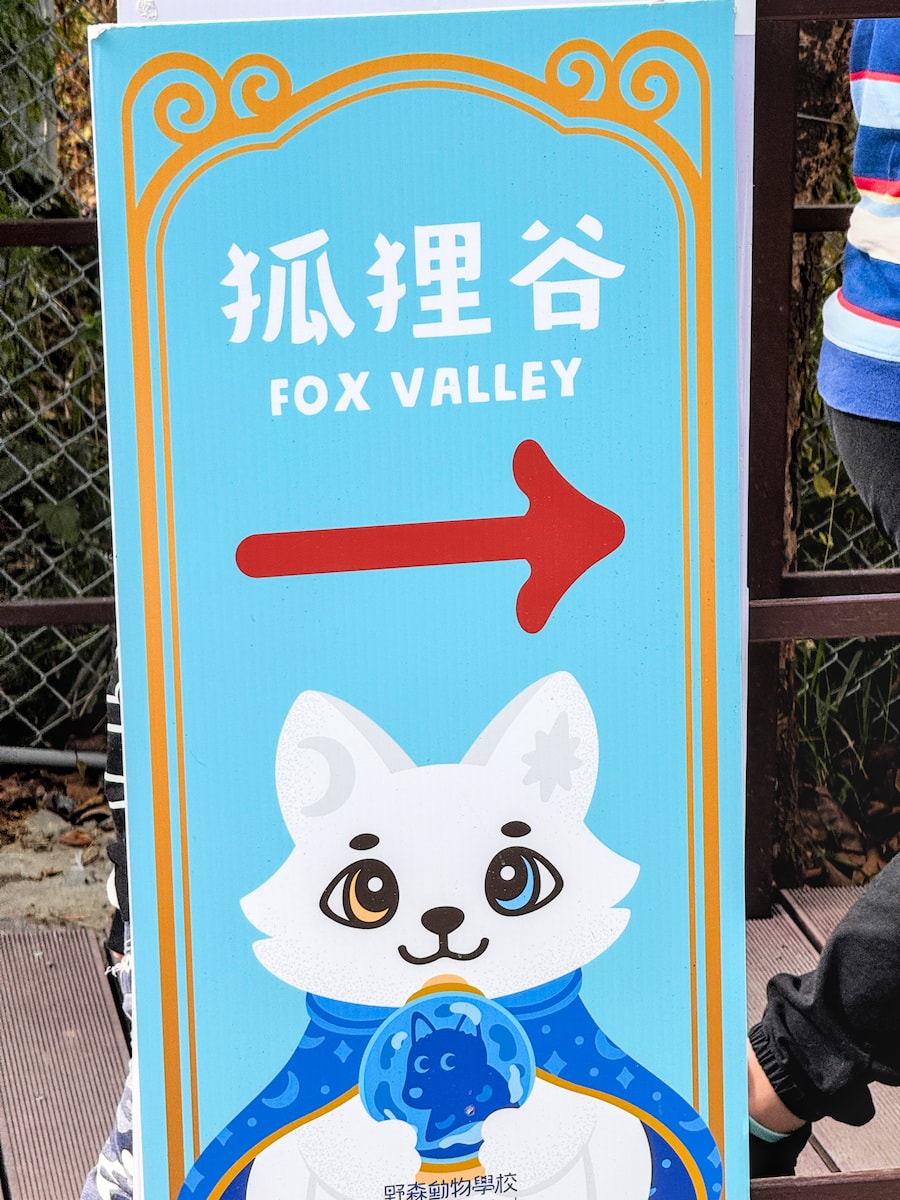 小朋友在野森動物學校狐狸谷認真觀察狐狸的模樣