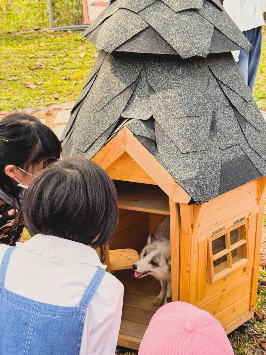 野森動物學校狐狸在林間與遊客保持自然距離的互動