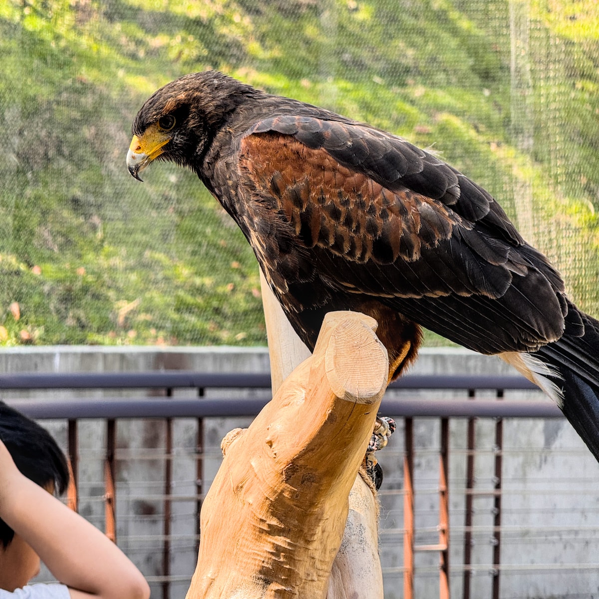 野森動物學校天羽觀鳥台的戶外觀察區