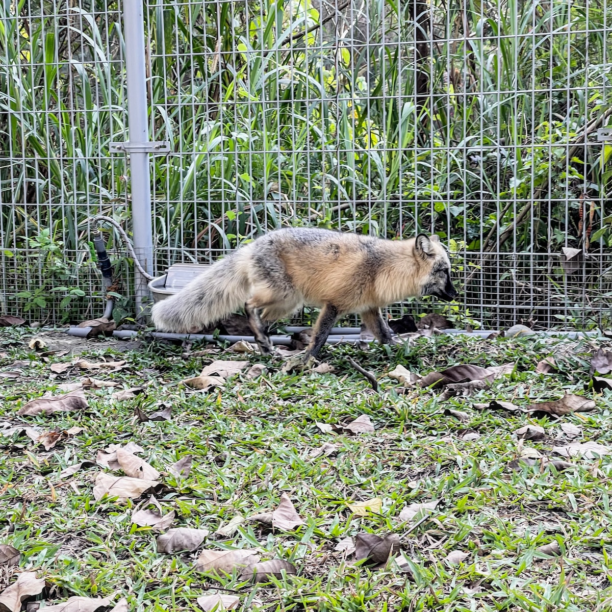 赤狐在野森動物學校自然棲地中穿梭的瞬間