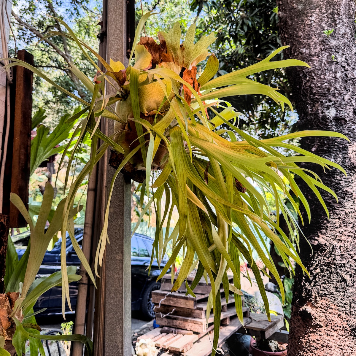 一兩餃子店內裝飾與植物佈置，高雄大社玩山園舊址廢墟改建，空間充滿綠意與巧思，讓爬完觀音山的疲憊瞬間被療癒