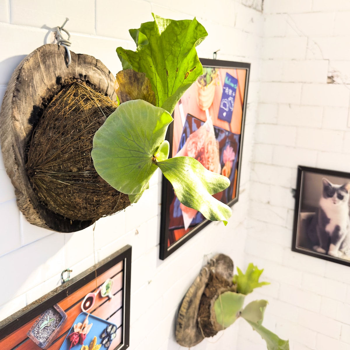 一兩餃子店內植物與座位區氛圍，高雄大社玩山園舊址改建，鹿角蕨等綠植打造森林系綠洲感，讓人一坐下就放鬆