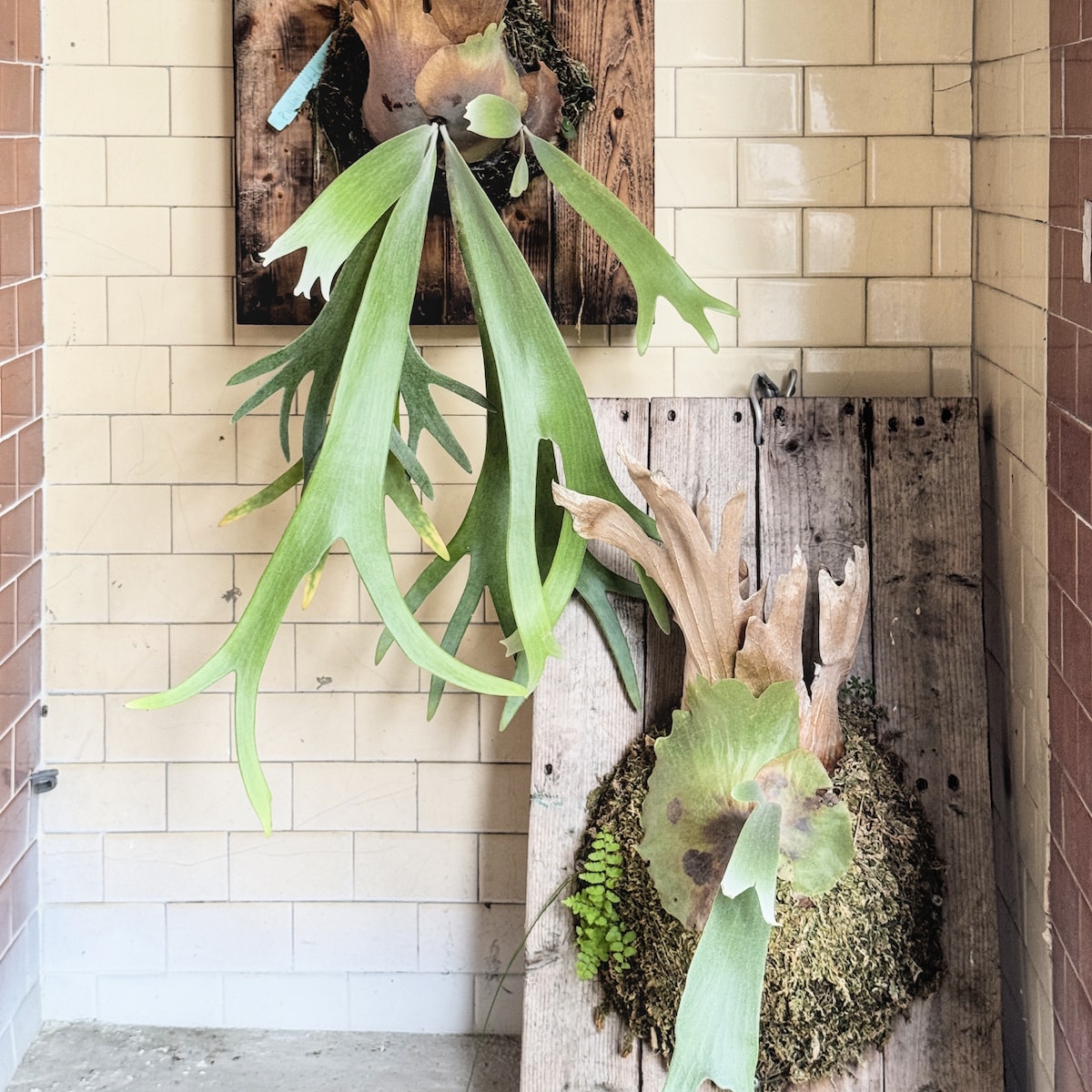一兩餃子廢墟森林系打卡角落，高雄大社玩山園舊址改造餐廳，綠植與小物裝飾層次豐富，拍照超有故事感