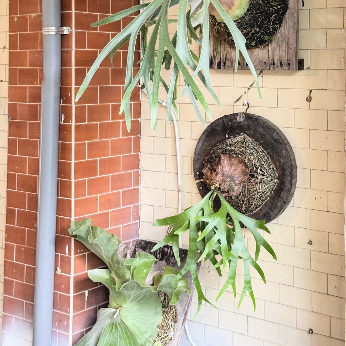 一兩餃子觀音山附近的用餐空間細節照，森林系綠意與廢墟粗獷感並存，適合和朋友邊聊天邊吃冰花餃子與老虎麵的放鬆場景