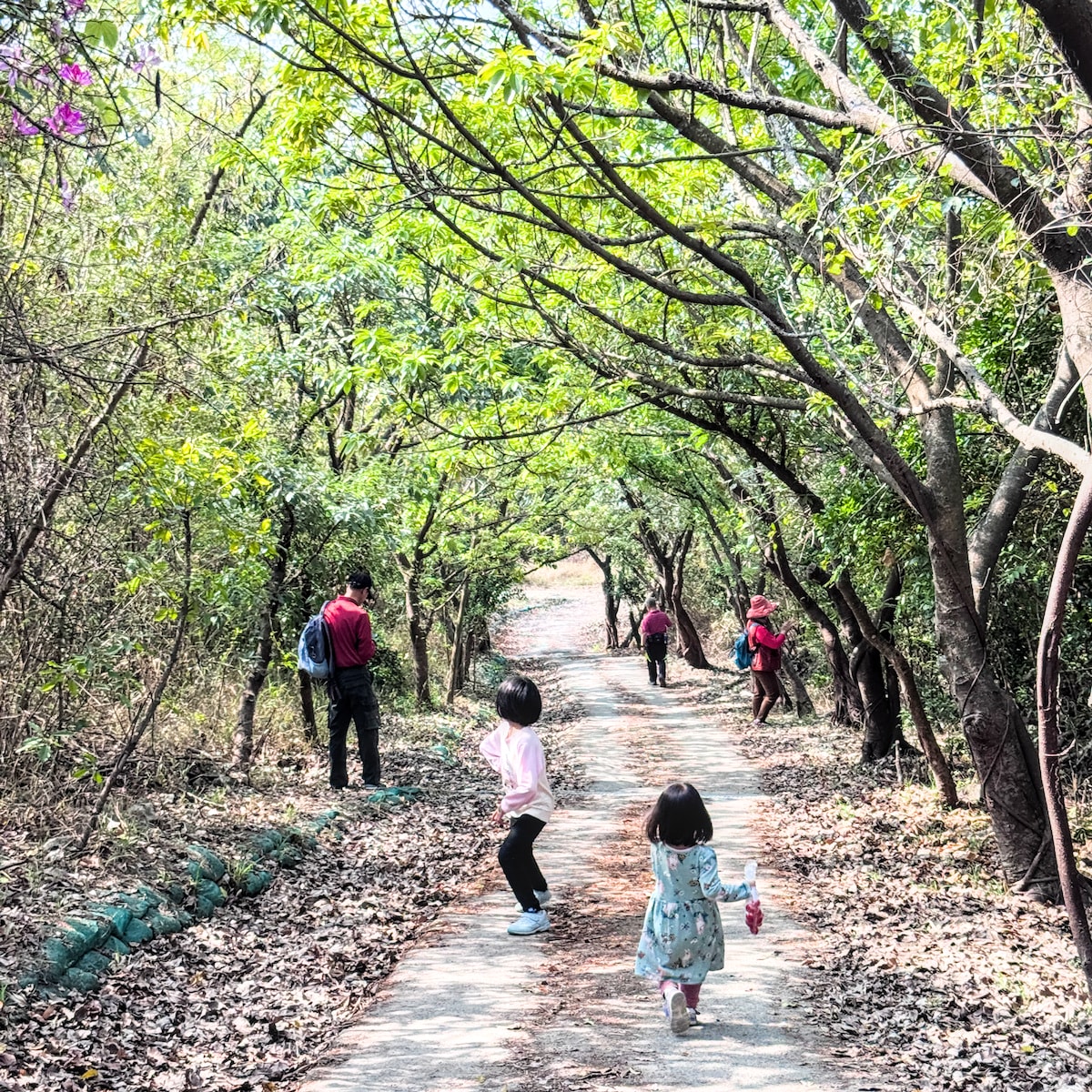 【高雄親子景點】半屏山健行全攻略：賞老鷹、看海景、探訪珊瑚礁石灰岩奇觀