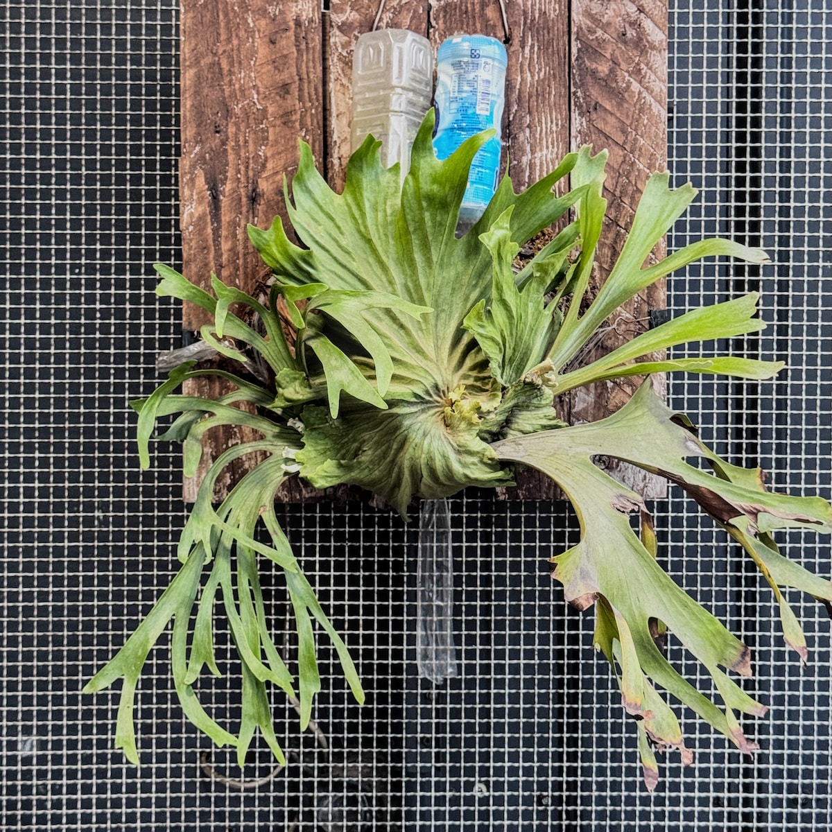 高雄路竹美食|沐柴雞蛋糕:嚴選靈芝機能蛋與純鮮奶,堅持不加泡打粉的職人風味。 - 第4張圖 高雄路竹美食|沐柴雞蛋糕:嚴選靈芝機能蛋與純鮮奶,堅持不加泡打粉的職人風味。
