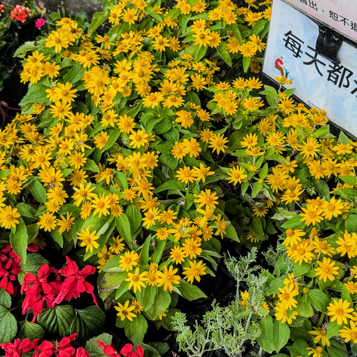 假日放生小孩好地方!農友種苗有免費冰、沙坑、法式滾球,還能逛超大園藝門市 - 第5張圖 假日放生小孩好地方!農友種苗有免費冰、沙坑、法式滾球,還能逛超大園藝門市