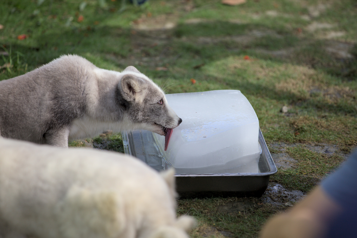 野森動物學校二訪心得｜高雄最不像動物園的親子景點，孩子第二次來還是不想回家