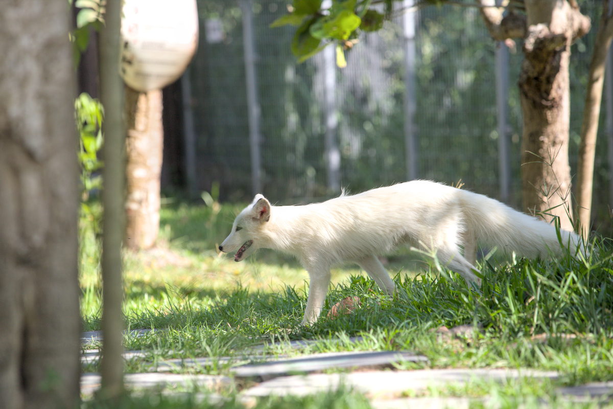 野森動物學校小朋友安靜與白狐互動觀察野生動物
