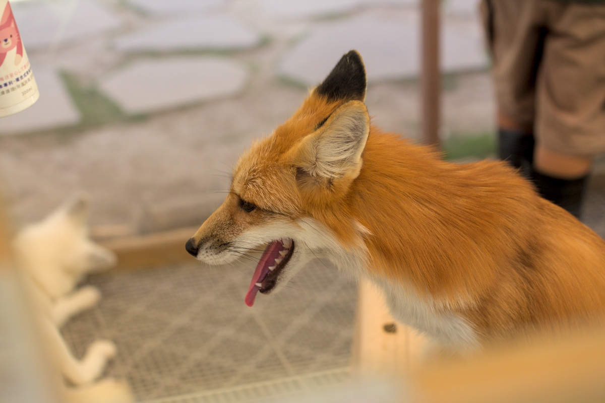 內門親子景點推薦野森動物學校自然仿生環境狐狸谷
