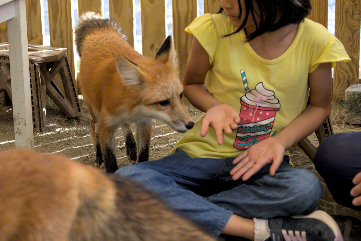 親子深度半日遊野森動物學校與狐狸谷和諧和諧互動
