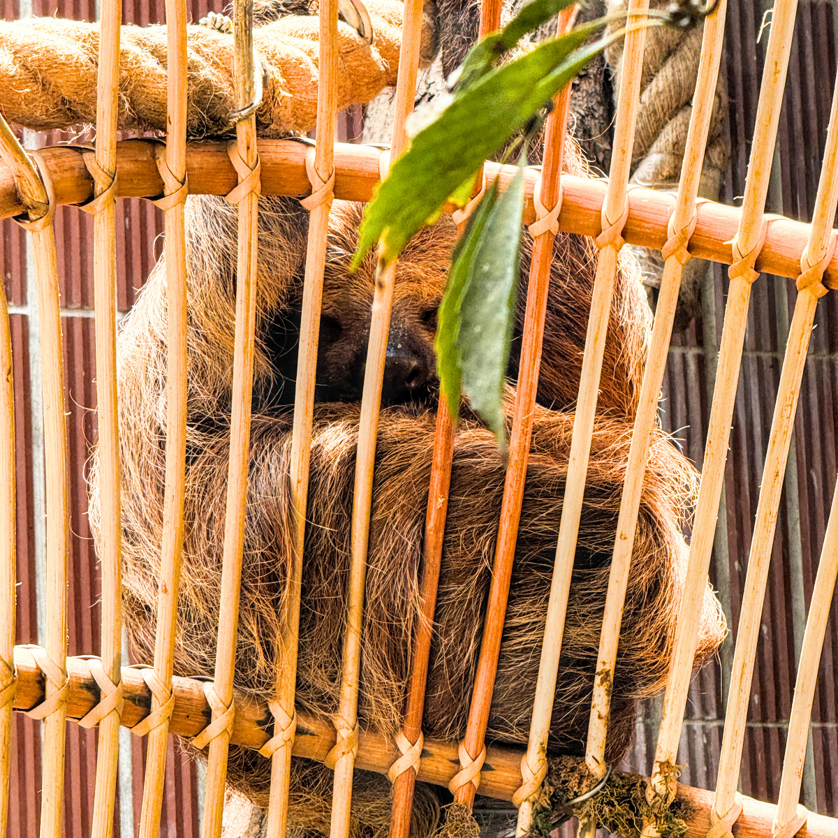 野森動物學校二訪心得｜高雄最不像動物園的親子景點，孩子第二次來還是不想回家